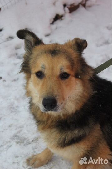 Красивая собака пропадет в приюте