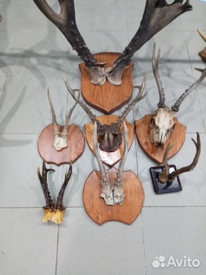 Рога лося,оленя, косули