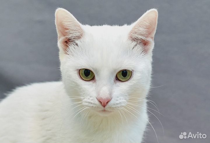 Русская белая в добрые руки