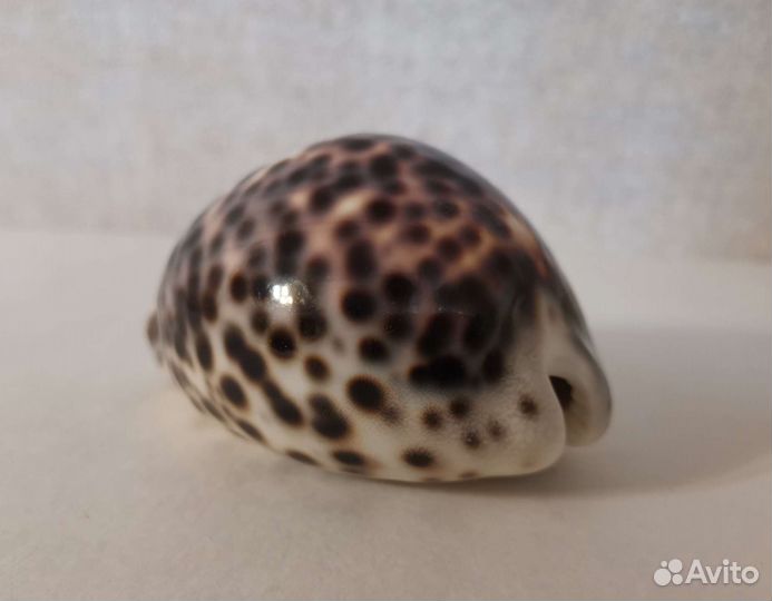 Ракушка моллюска