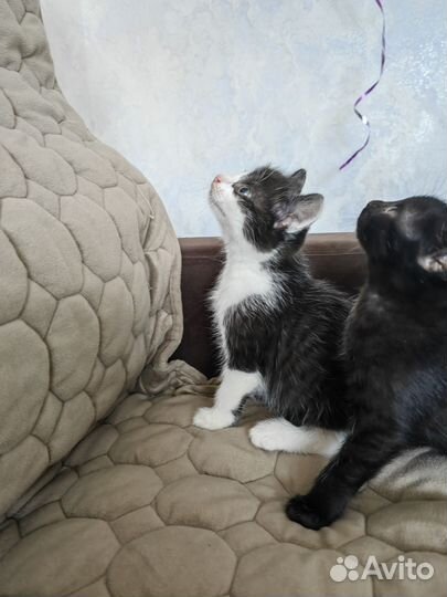 Коты в добрые руки