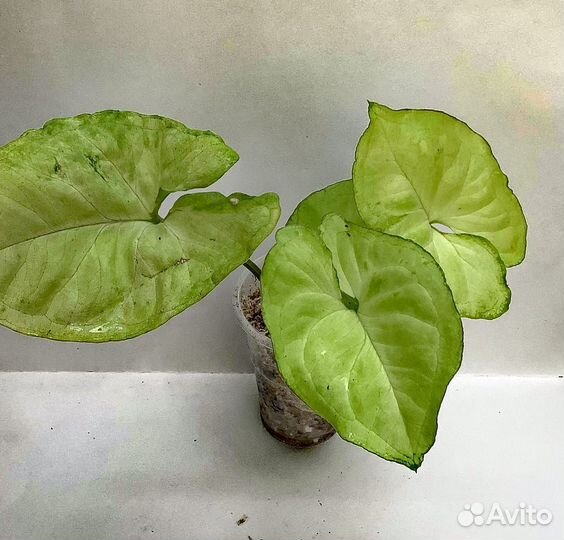 Сингониумы сортовые 2