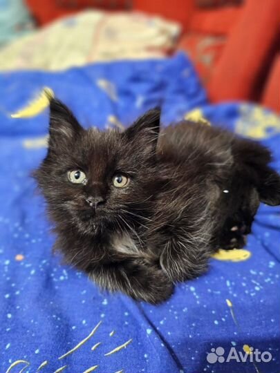 Котята мейн-кун