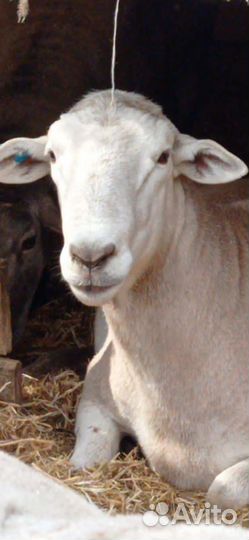 Баранчик Катумские