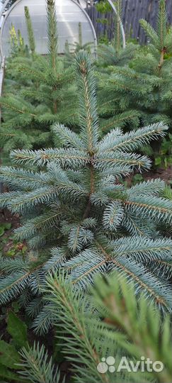 Ель голубая Глаука