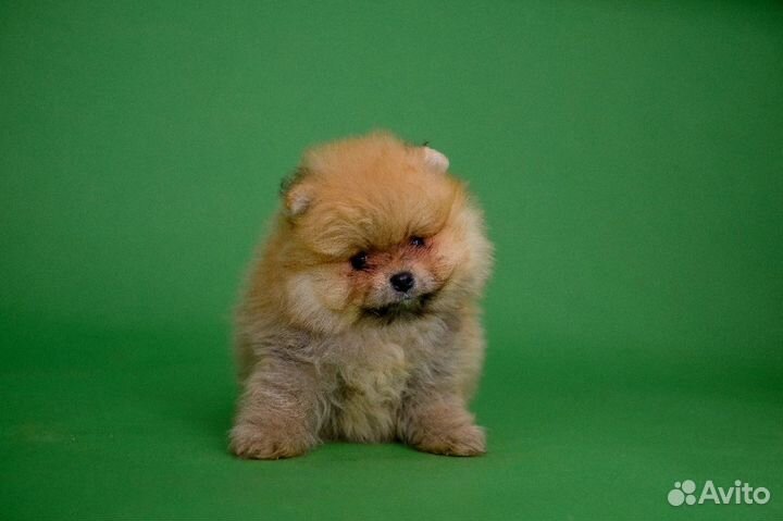 Померанский шпиц