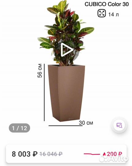 Фикус комнатный цветок