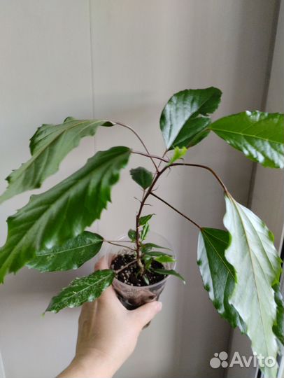 Гибискус Купера