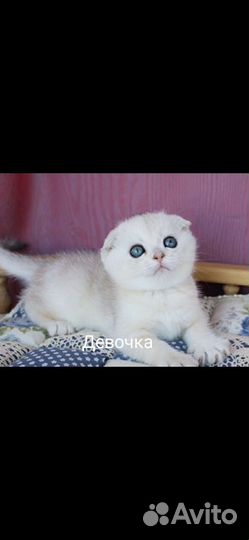 Шотландская Золотая и серебряная шиншилла