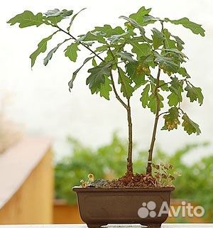 Дуб саженцы и взрослые деревья