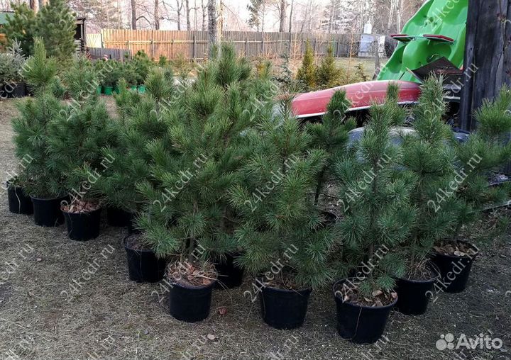 Сибирский кедр экстра класс. Саженцы