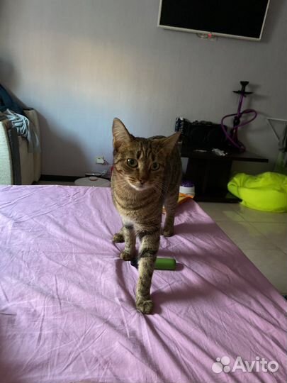 Кошка в дар бесплатно