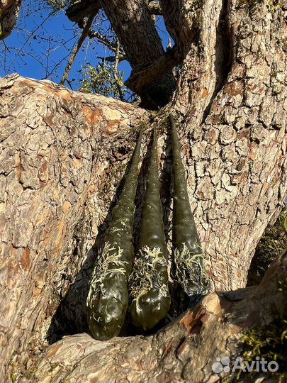 Свечи восковые маканые 