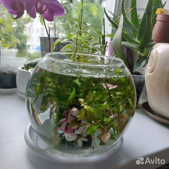 Растения для аквариума прополка