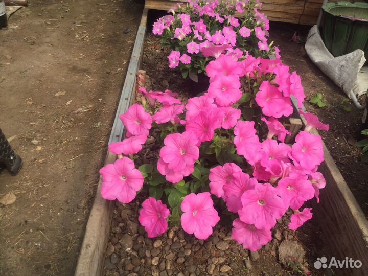 Петуния ампельная серии Лагуна,Опера, Тайдал