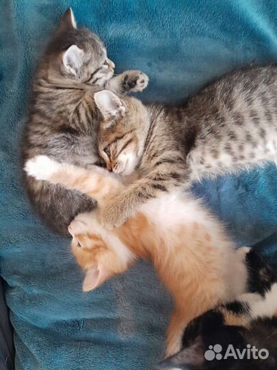 Котята в дар