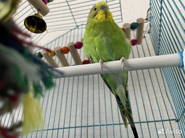 Продается волнистый попугайчик
