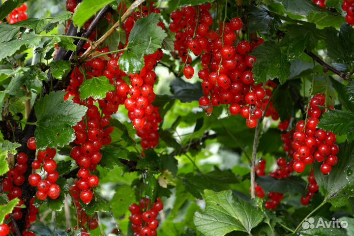 Садовые растения