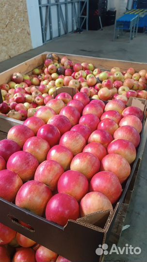 Яблоки оптом