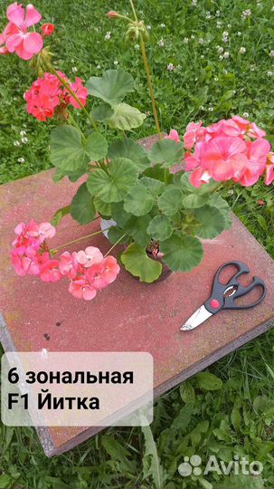 Пеларгония герань F1 Йитка