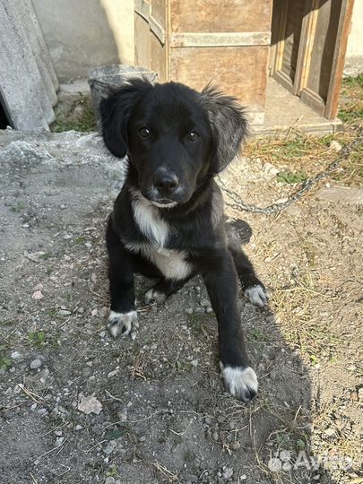 Собака в добрые руки маленькая порода