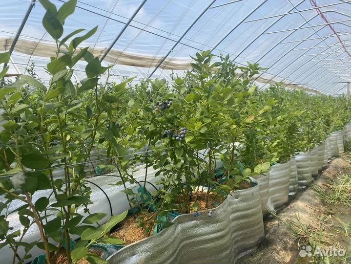 Голубика сорт Draper 5 лет