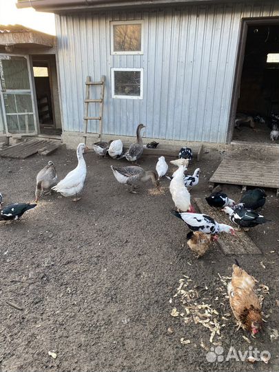 Семья гусей