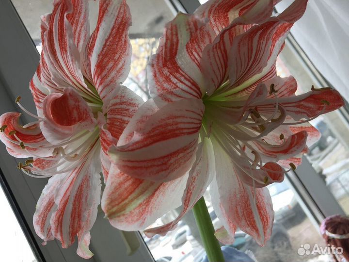 Гиппеаструм