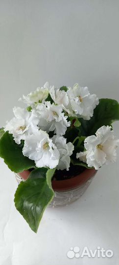 Сортовые фиалки