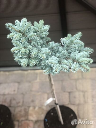 Ель глаука глобоза на штамбе отправка по РФ