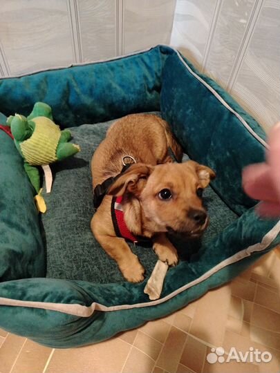 Щенок 4 месяца