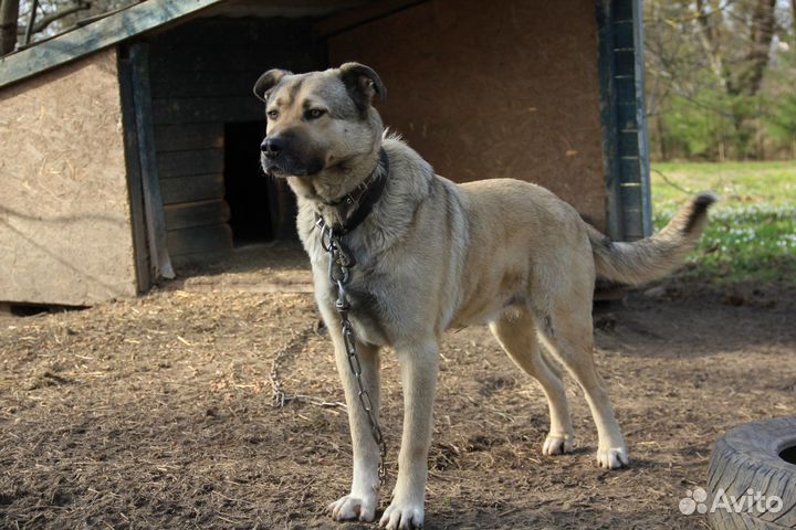 Собака Сокол