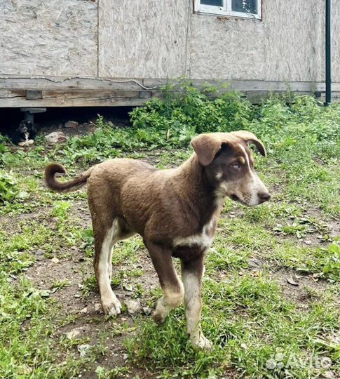 Собаки бесплатно в добрые руки щенки