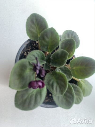 Фиалка миниатюрная