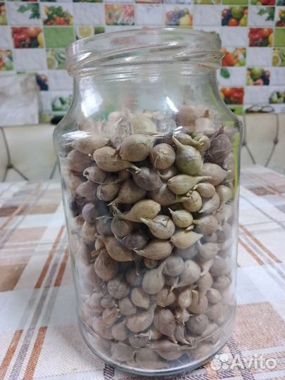 Семена чеснока однозубка