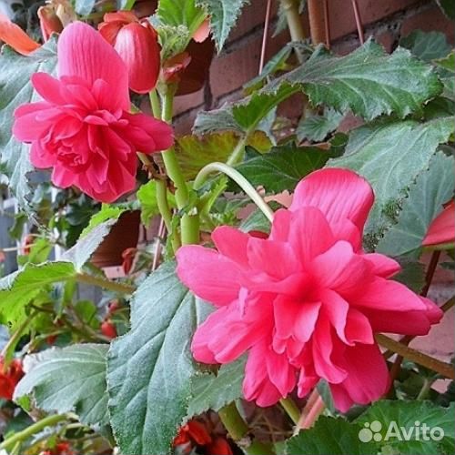 Бегония Клубневая Cascade Pendula Pink Луковицы