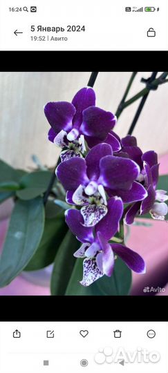 Орхидея фаленопсис