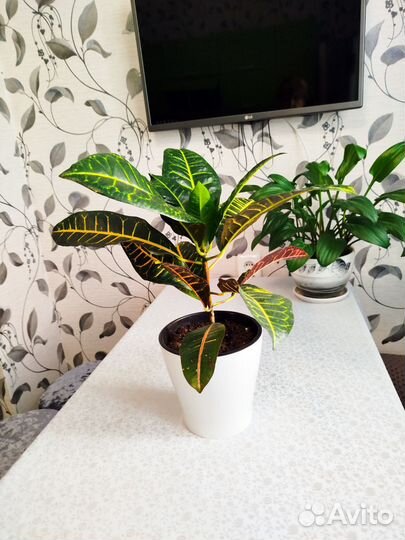 Цфеток домашний