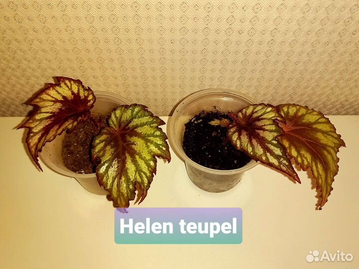 Детки и стартеры бегоний