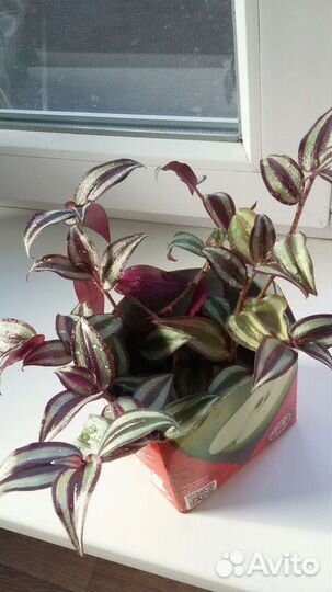 Хлорофитумы полосатые и традесканция зебрина