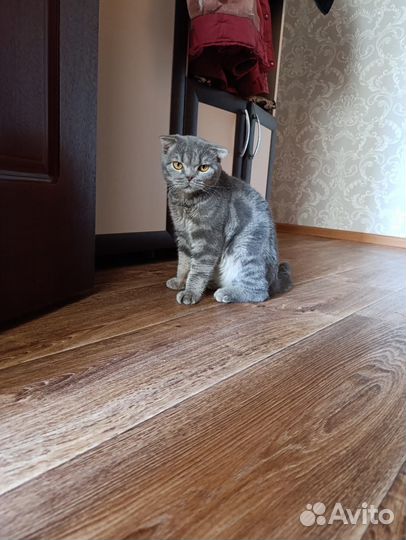 Британец вислоухий