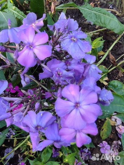 Флоксы сортовые