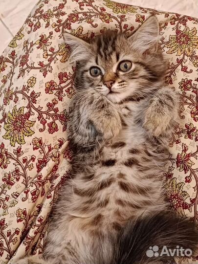 Котёнок, девочка