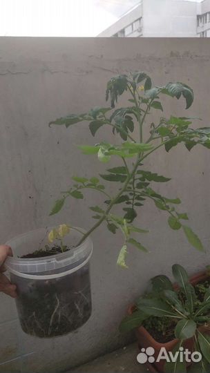 Рассада помидор черри