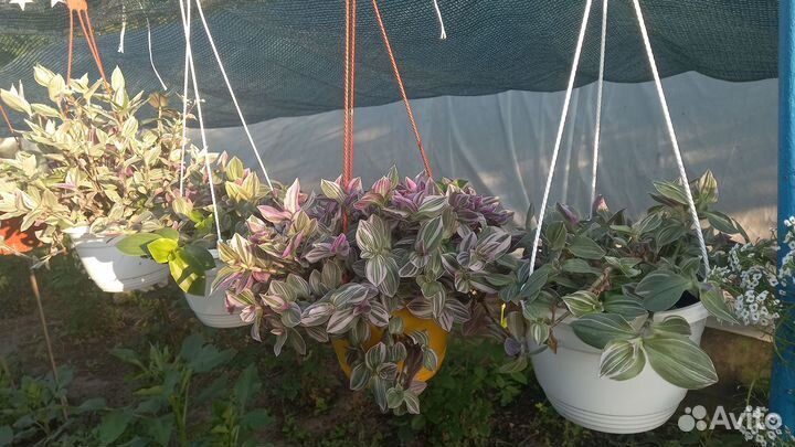 Комнатные цветы