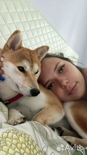 Домашняя передержка