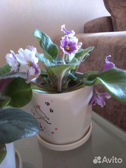 Фиалка в горшках