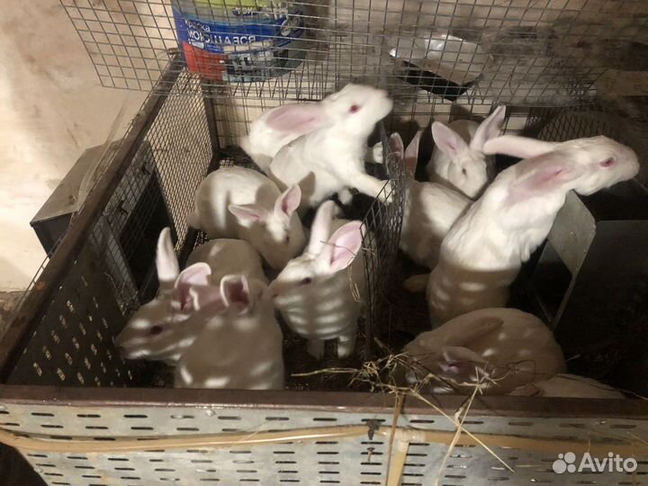 Кролик белый Панон
