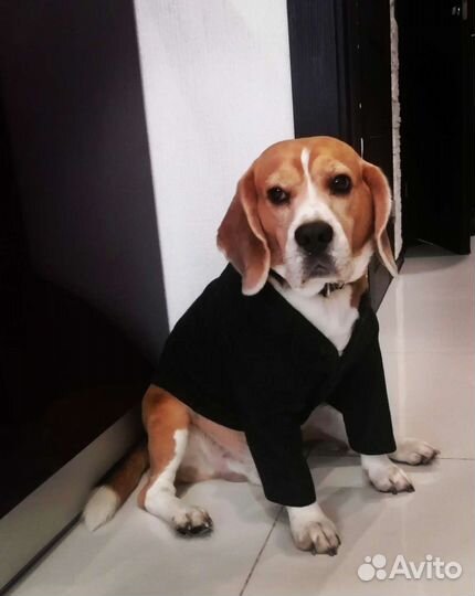 Бигль для вязки