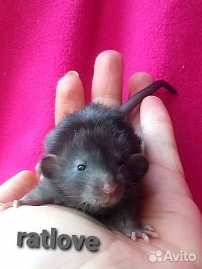 Крысята дамбо лонг с длинной шерстью